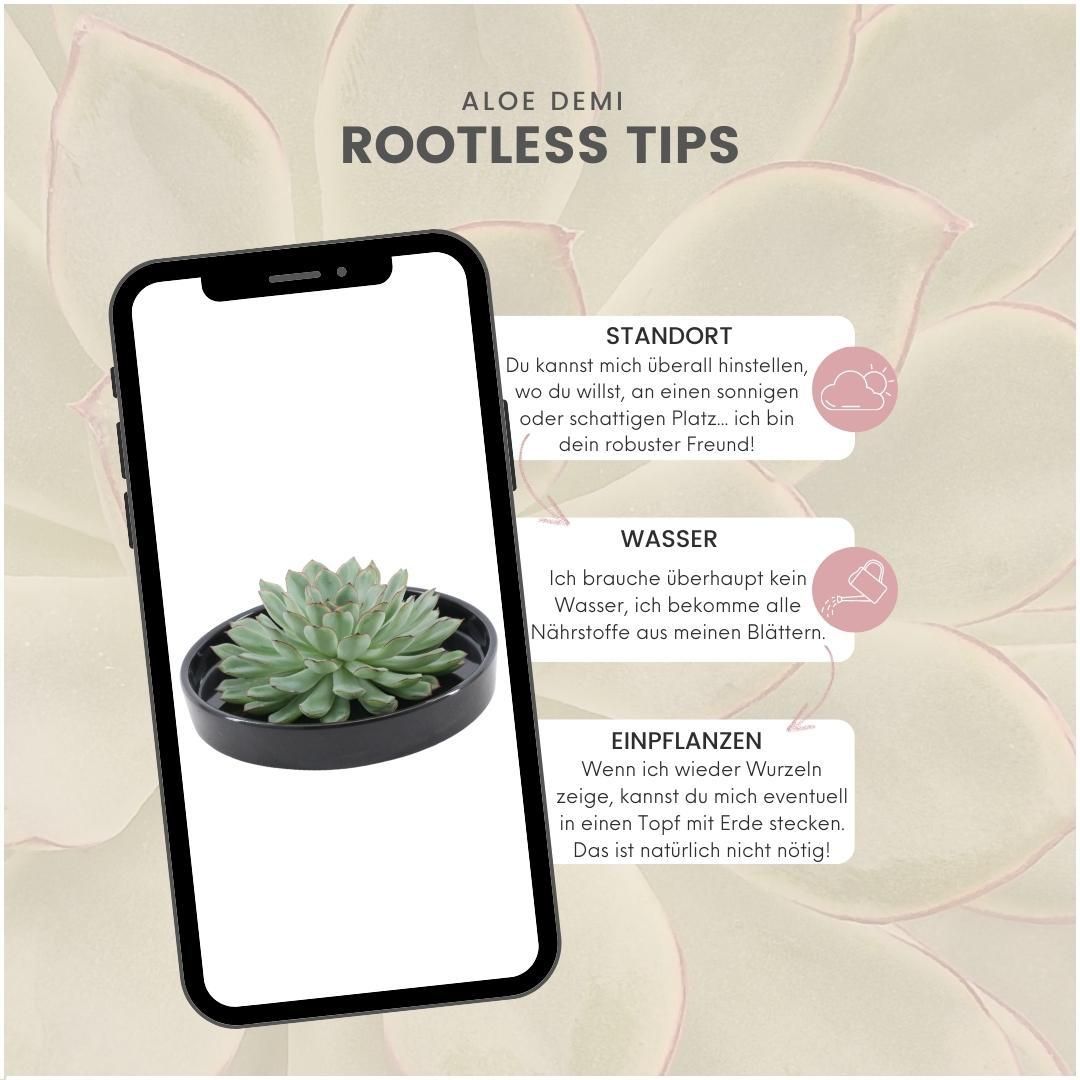 Rootless by aloe demi ROOTLESS Succulent Echeveria Pulidonis in schaal 'zwart' Ø20 cm (8721001420124)