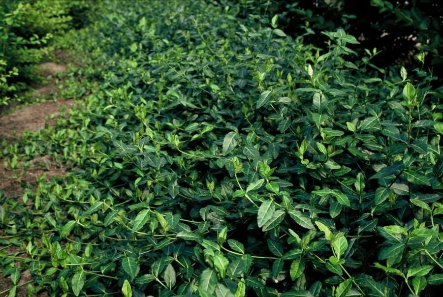 Garden basics 60x Euonymus fort. 'Dart's Blanket' - ↕10-25cm - Ø9cm (47705)