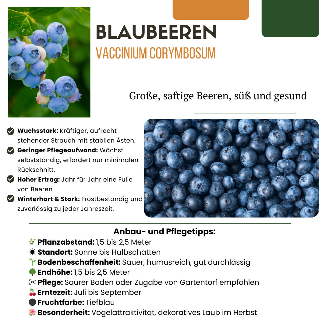 Premium basics "Vruchtenparadijs" BIO Fruitplanten mix set van 4 verschillende soorten (48361)