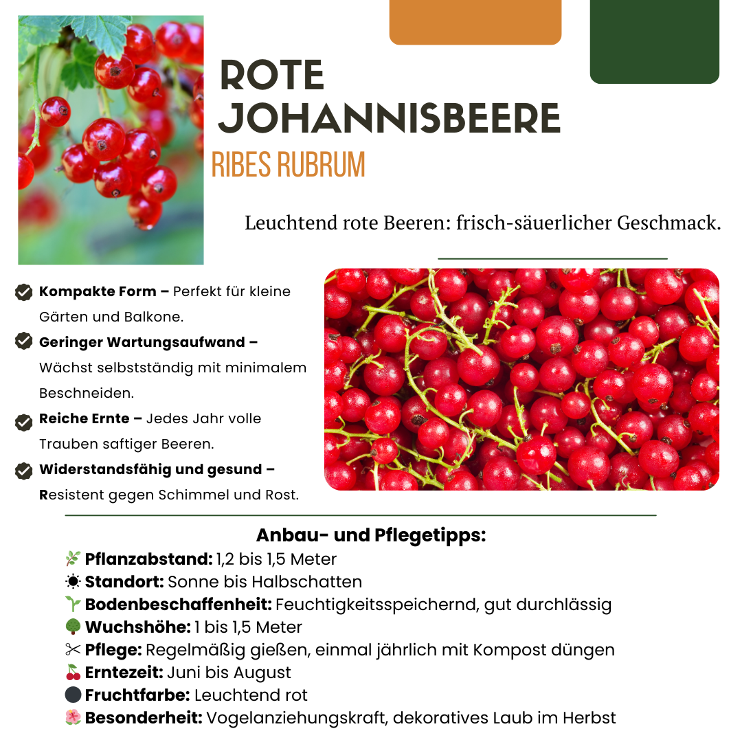 Premium basics "Vruchtenparadijs" BIO Fruitplanten mix set van 4 verschillende soorten (48361)