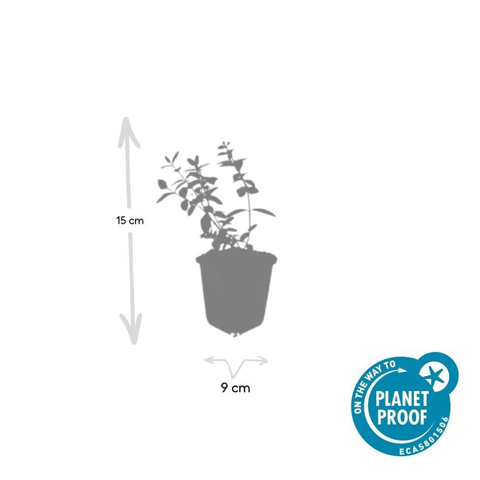 Garden basics 24x Hypericum dummeri 'Peter Dummer' - ↕10-25cm - Ø9cm (50438)