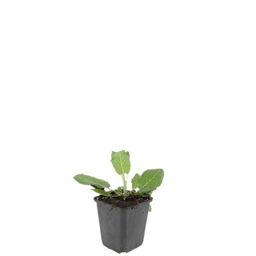 Garden basics 48x Salvia nem. 'Mainacht' - ↕10-25cm - Ø9cm (50598)