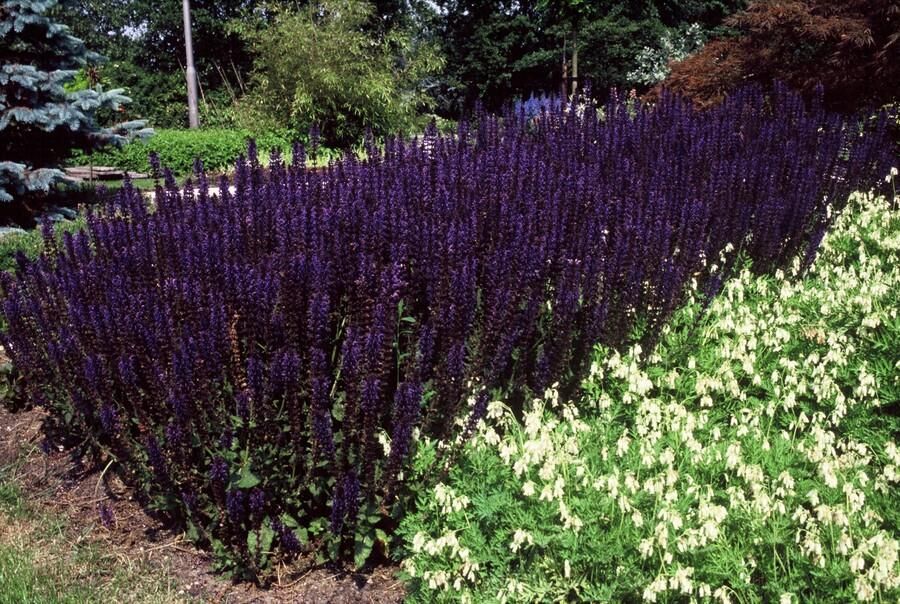 Garden basics 48x Salvia nem. 'Mainacht' - ↕10-25cm - Ø9cm (50598)