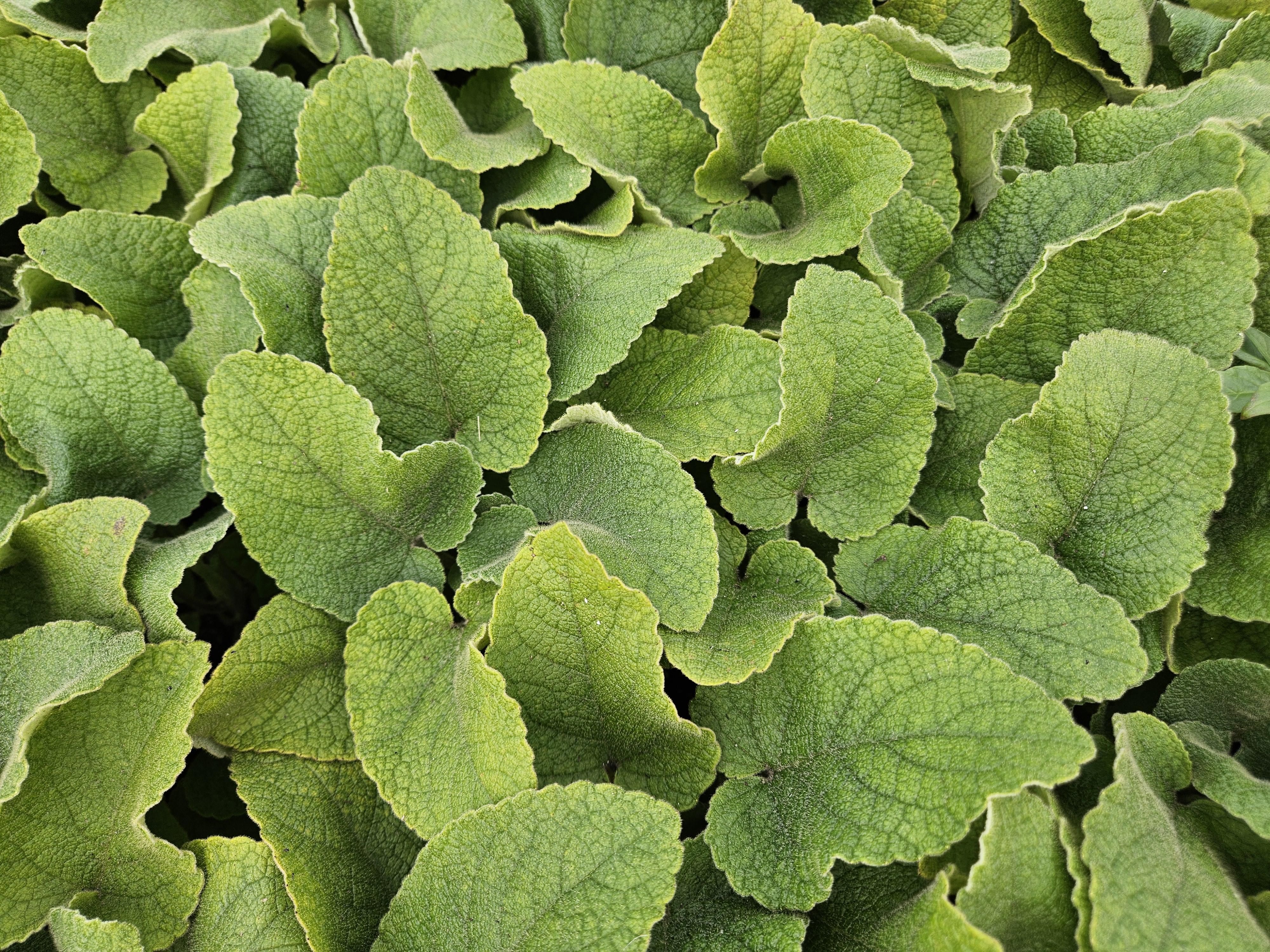 Garden basics 12x Phlomis russeliana - ↕10-25cm - Ø9cm (47966)