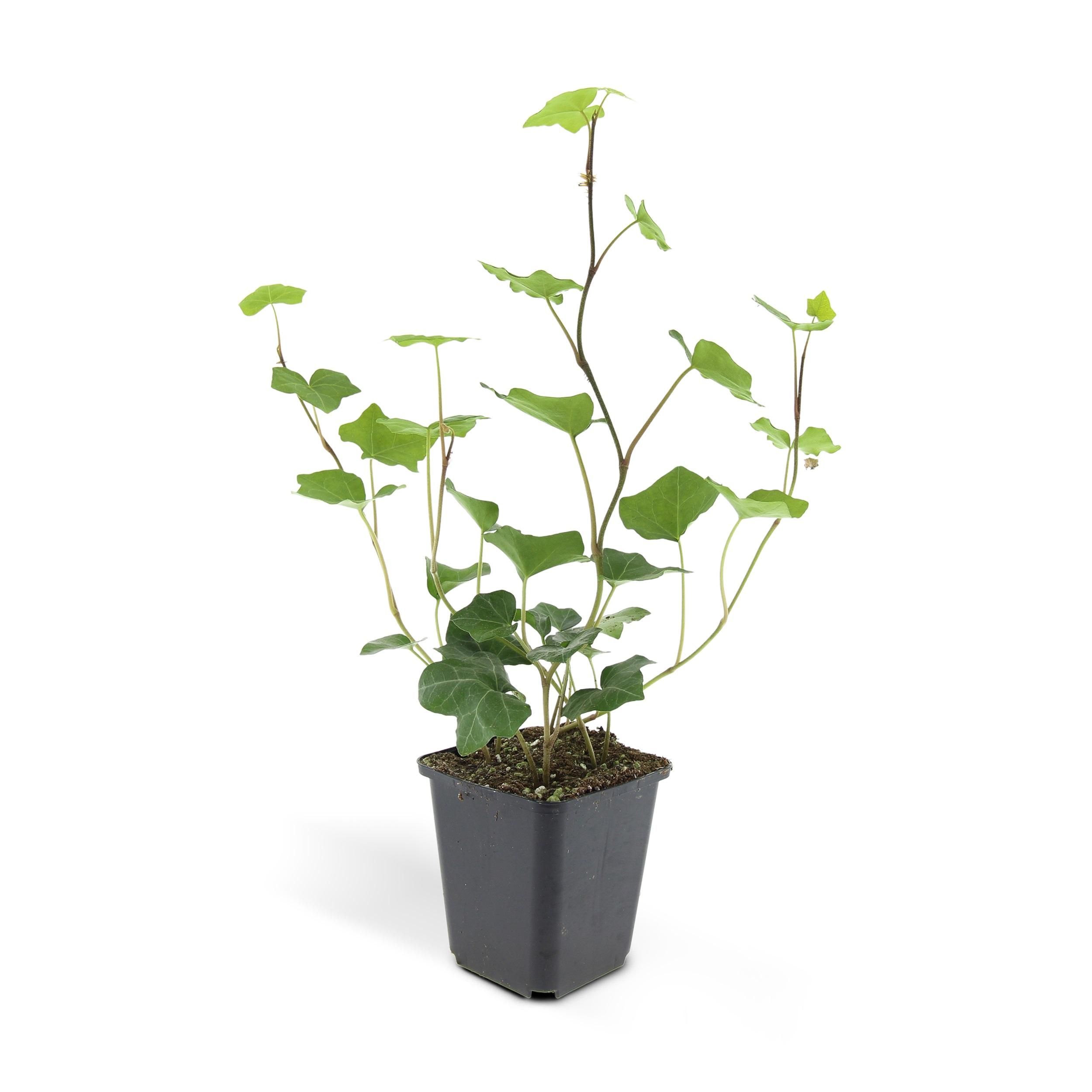 Garden basics 24x Hedera Hibernica - ↕10-25cm - Ø9cm (50324)