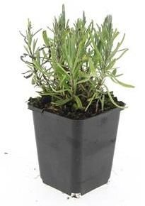 Garden basics 48x Lavandula ang. 'Munstead' - ↕10-25cm - Ø9cm (50461)