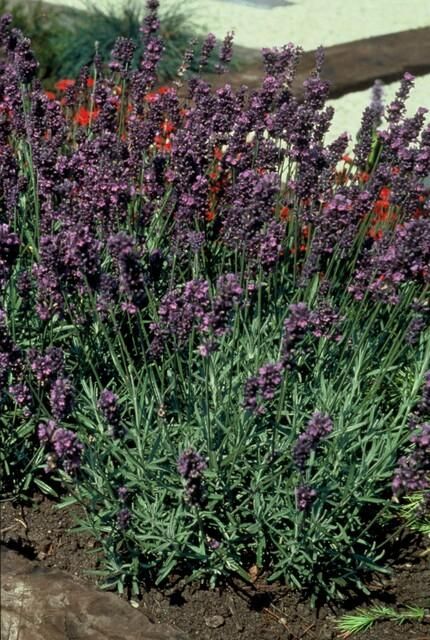 Garden basics 48x Lavandula ang. 'Munstead' - ↕10-25cm - Ø9cm (50461)