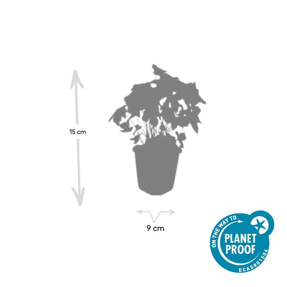 Garden basics 24x Geranium nodosum - ↕10-25cm - Ø9cm (50430)