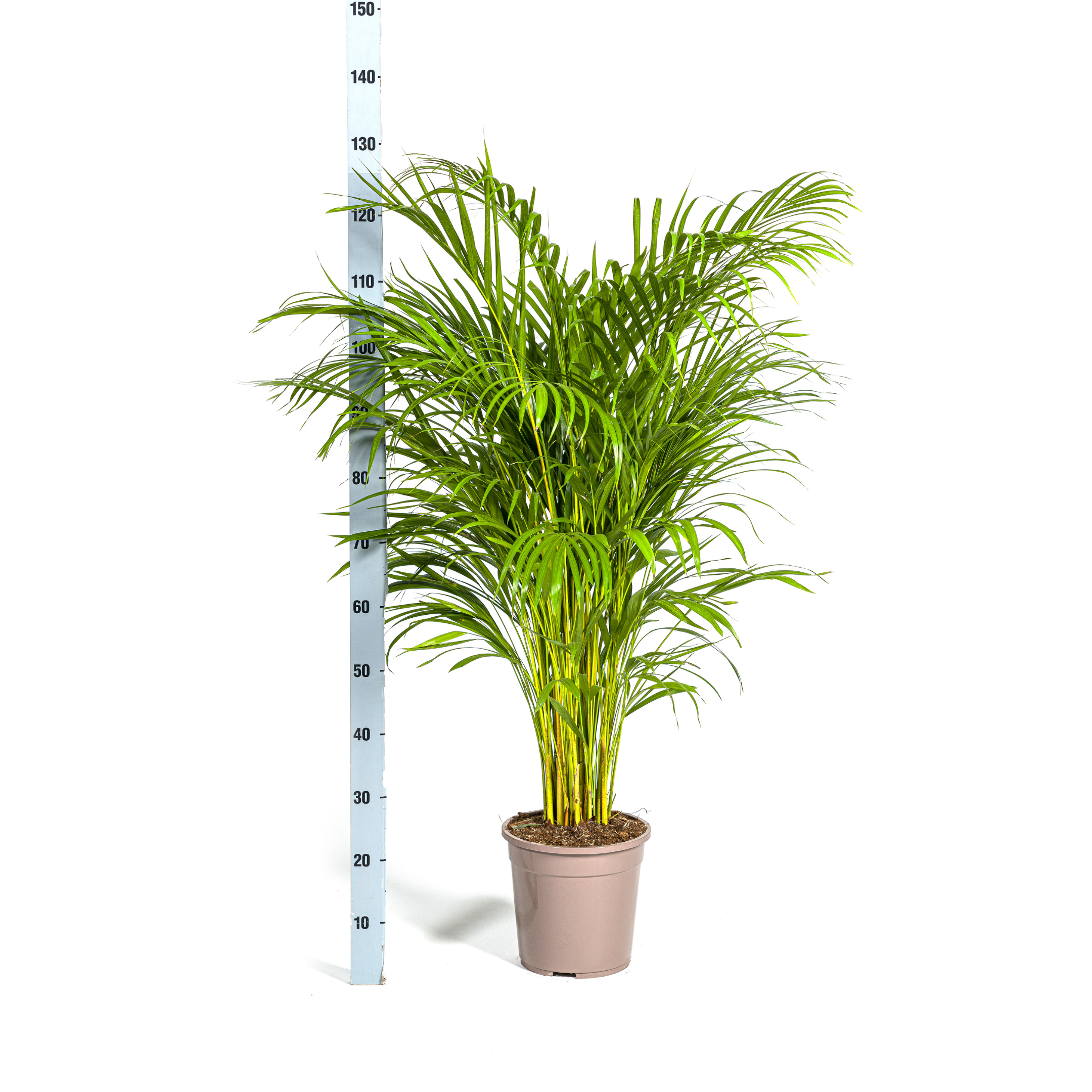 Dypsis Areca Lutescens met mand Ø24cm - ↕120 (48788)