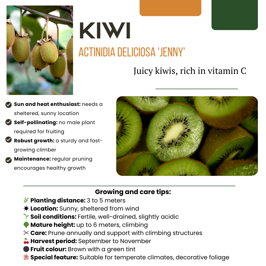 Premium basics "Zomervruchten" BIO Fruitplanten mix set van 4 verschillende soorten (48359)