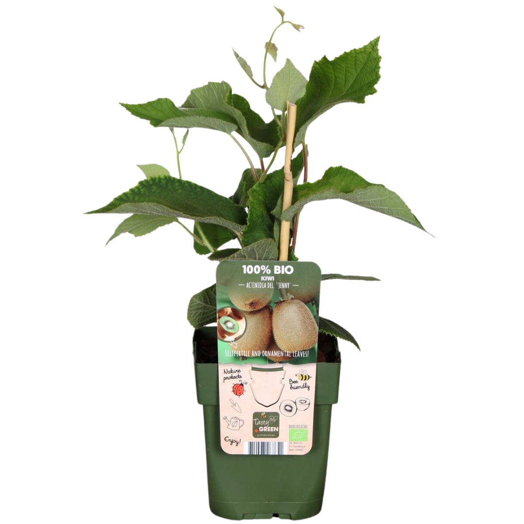 Premium basics "Zomervruchten" BIO Fruitplanten mix set van 4 verschillende soorten (48359)