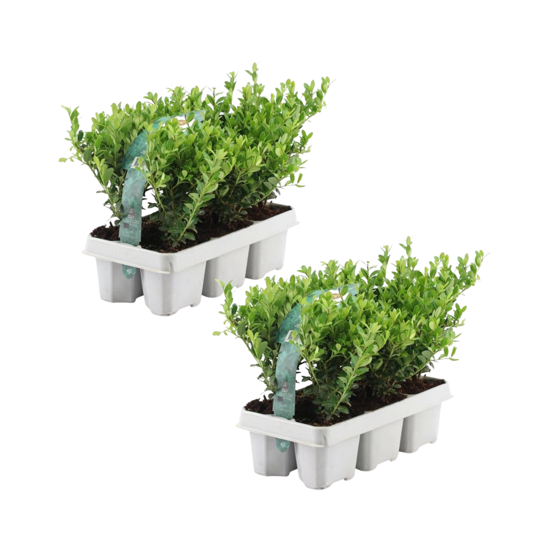 Premium basics 2 x 6 pack Ilex crenata 'Jenny' - Ø7 cm (48272)