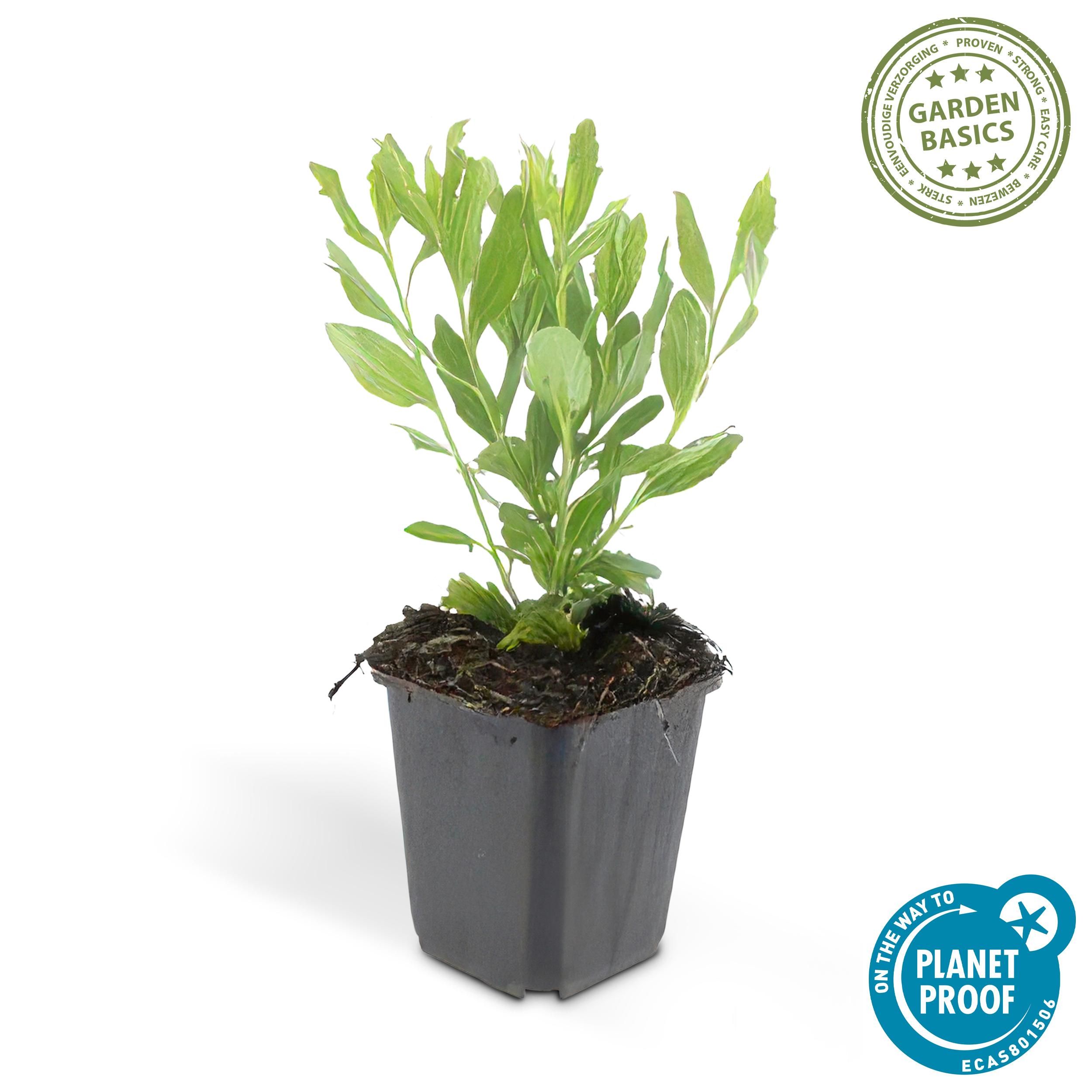 Garden basics 24x Aster ageratoides 'Ashvi' - ↕10-25cm - Ø9cm (50370)