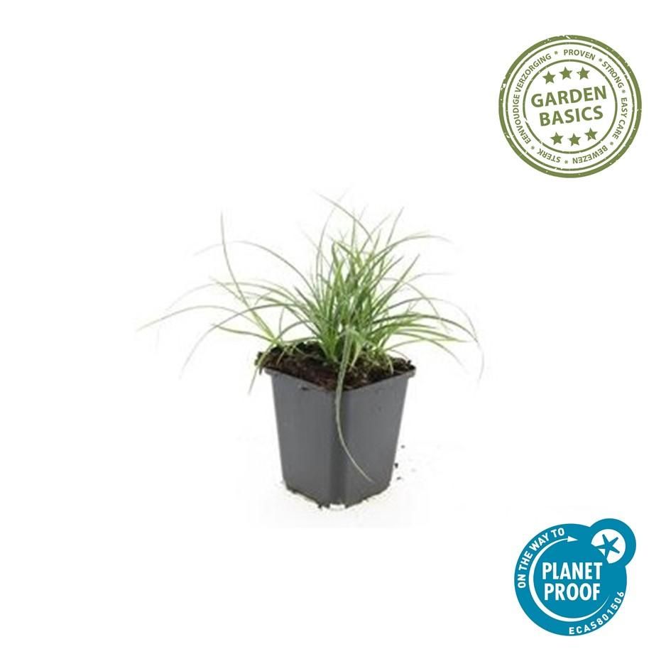 Garden basics 48x Luzula nivea - ↕10-25cm - Ø9cm (50483)