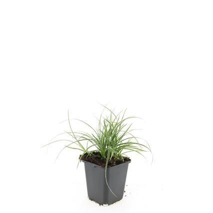 Garden basics 48x Luzula nivea - ↕10-25cm - Ø9cm (50483)