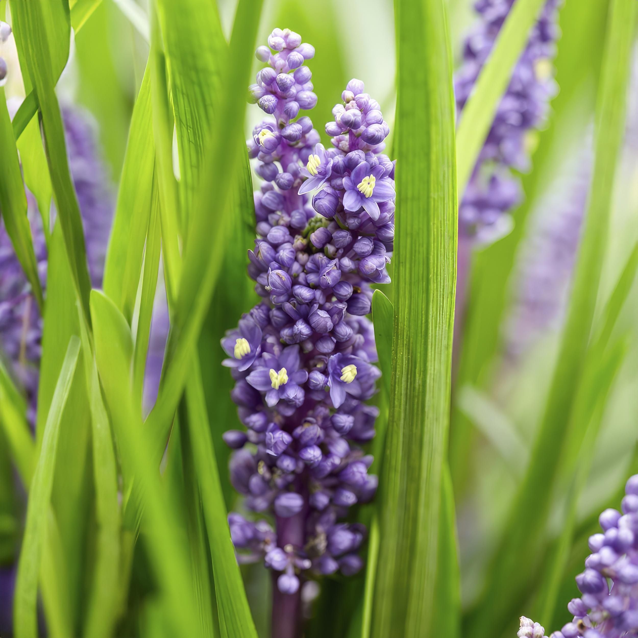 Garden basics 48x Liriope muscari 'Big Blue' - ↕10-25cm - Ø9cm (50469)
