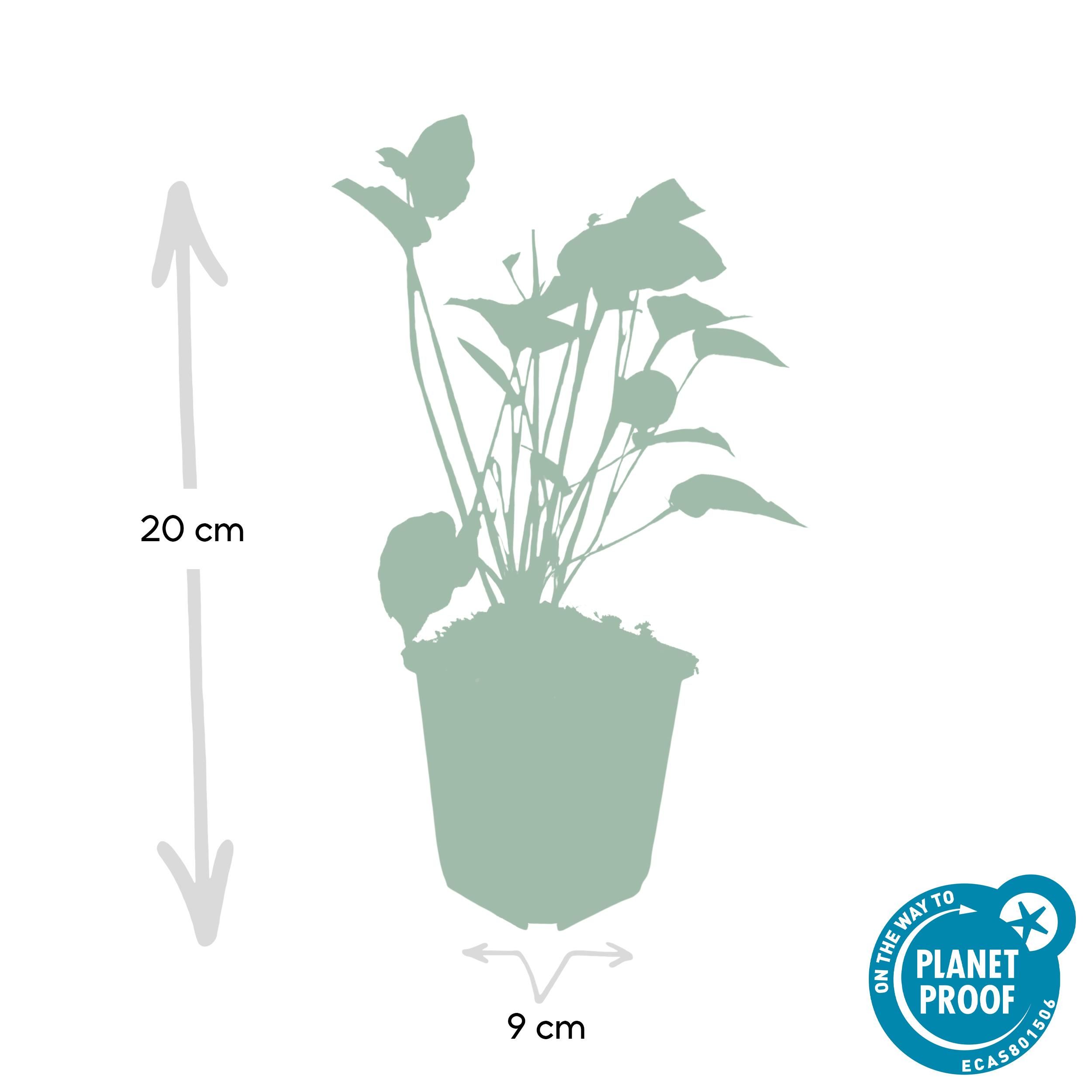 Garden basics 48x Persicaria amplexicaulis - ↕10-25cm - Ø9cm (50511)