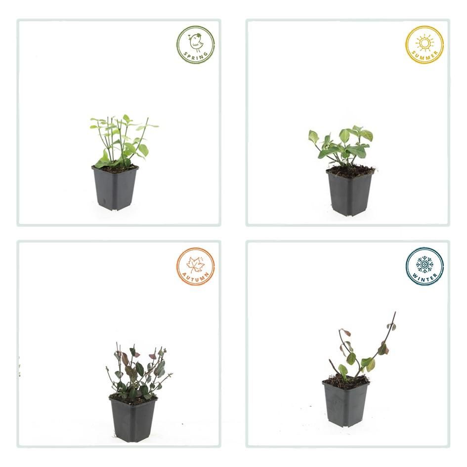 Garden basics 6x Euonymus fort. 'Dart's Blanket' - ↕10-25cm - Ø9cm (47701)