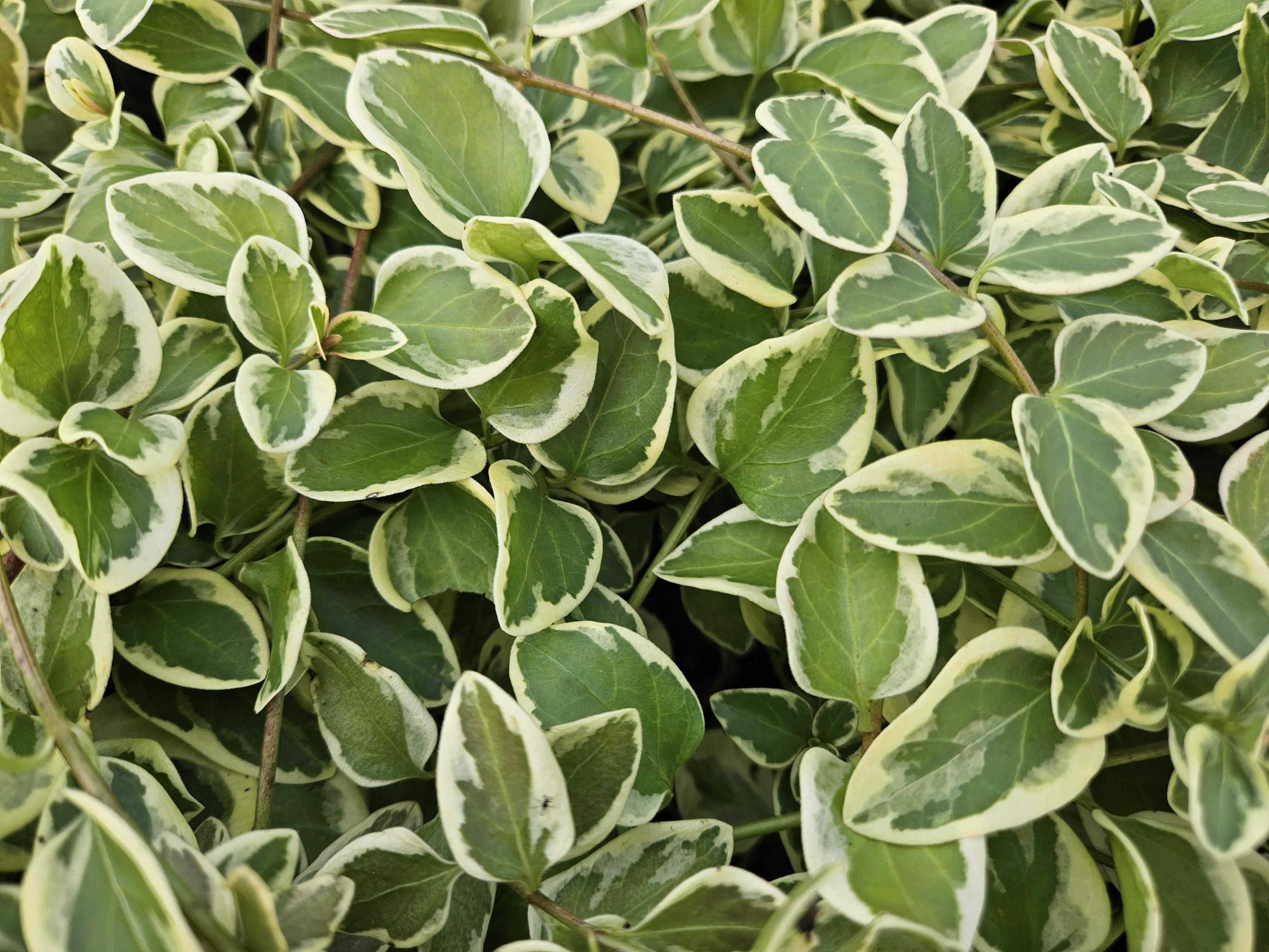 Garden basics 6x Vinca major 'Variegata' - ↕10-25cm - Ø9cm (48015)