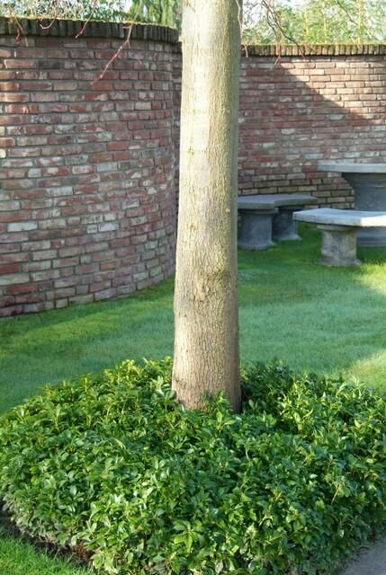 Garden basics 6x Pachysandra terminalis - ↕10-25cm - Ø9cm (46964)