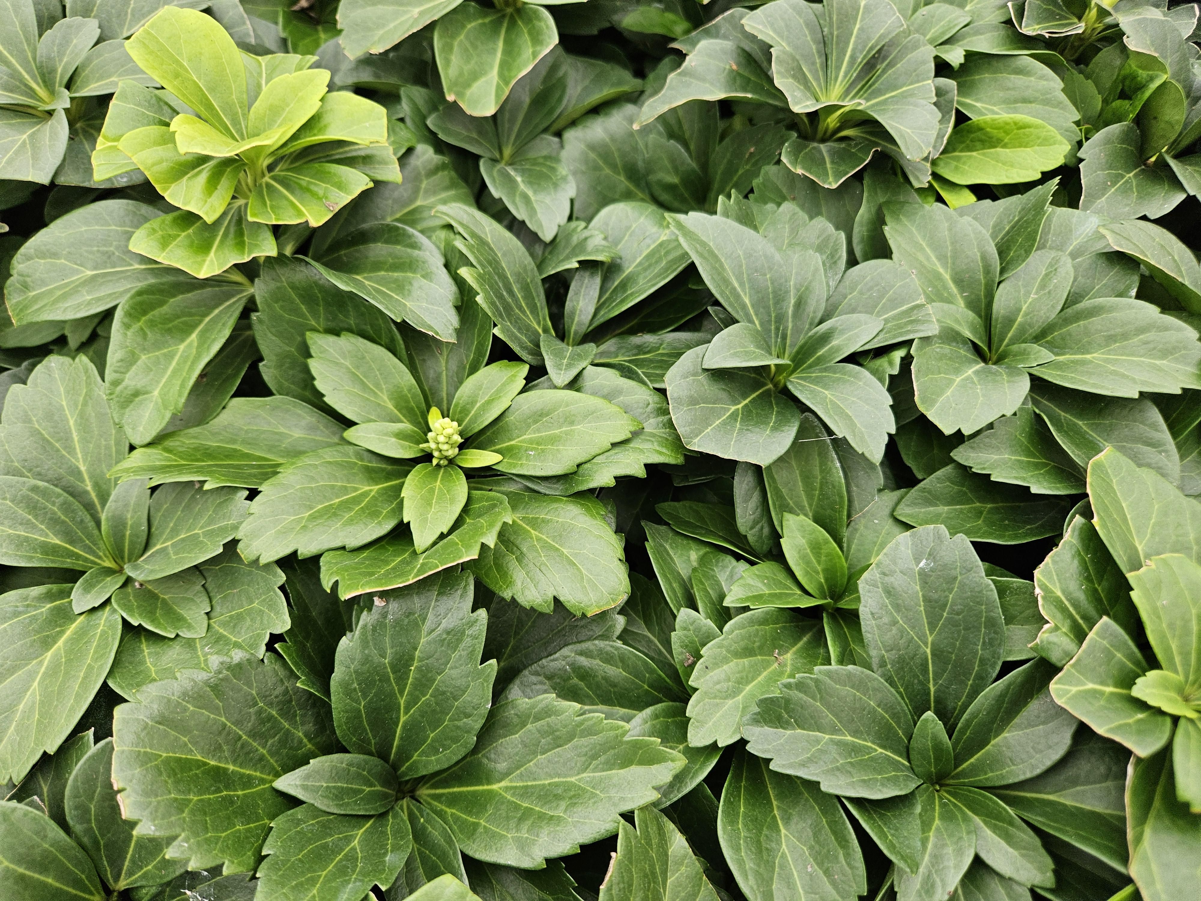 Garden basics 6x Pachysandra terminalis - ↕10-25cm - Ø9cm (46964)