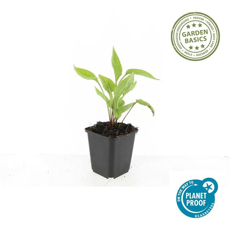 Garden basics 6x Echinacea p. 'White Swan' - ↕10-25cm - Ø9cm (47689)