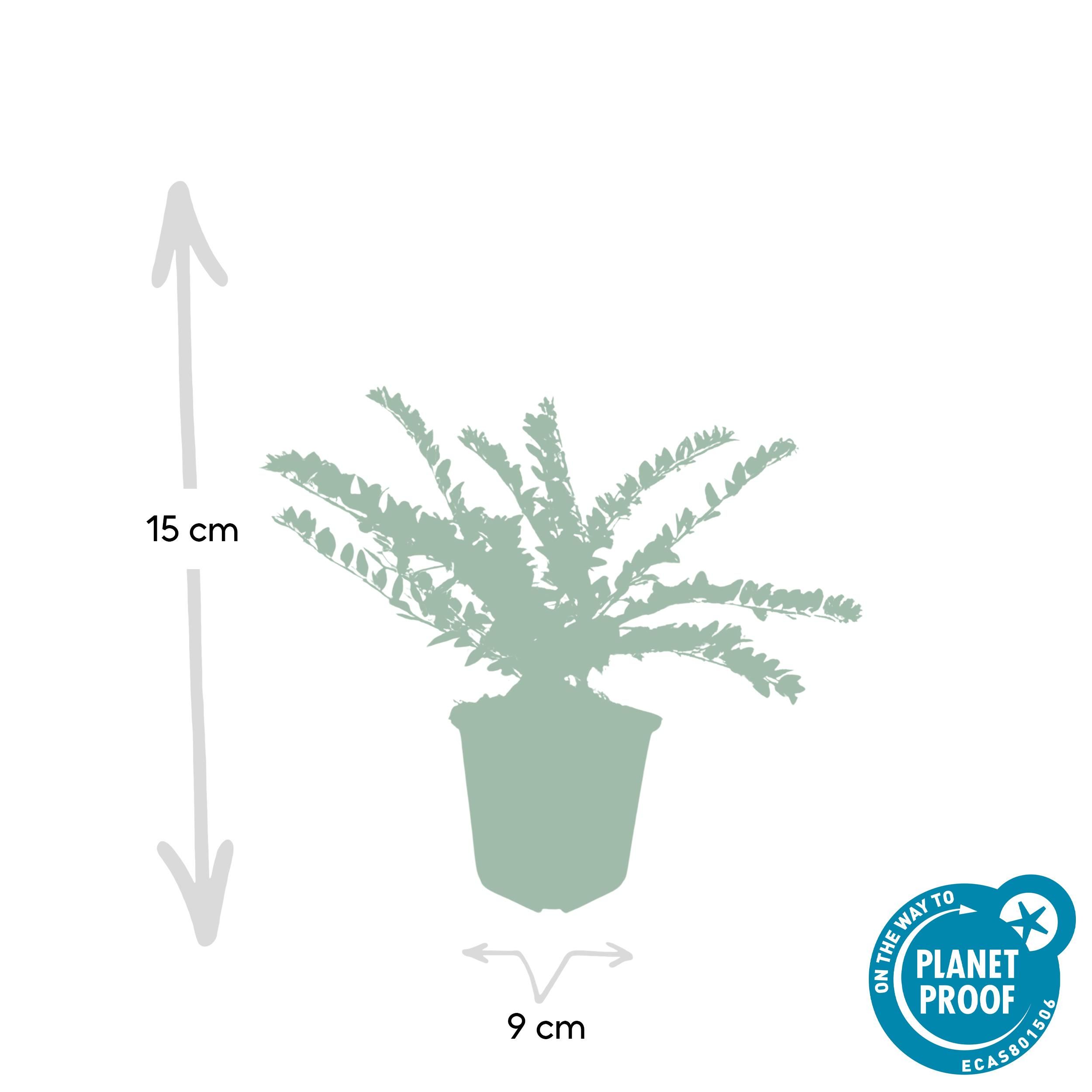 Garden basics 60x Lonicera nit. 'Maigrün' - ↕10-25cm - Ø9cm (46953)