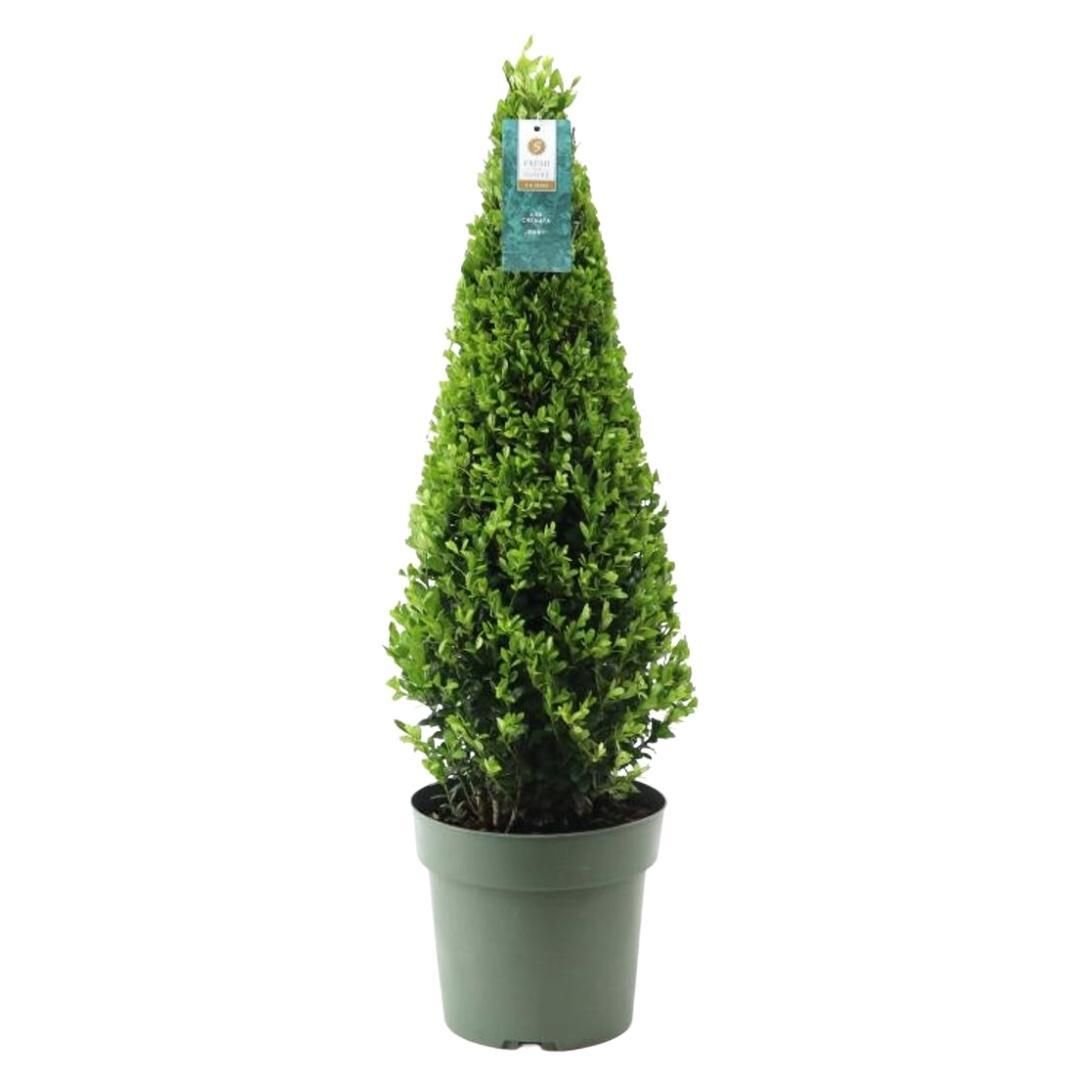 Premium basics 1x Ilex piramide 55 cm hoog | Ø 21 cm (48071)