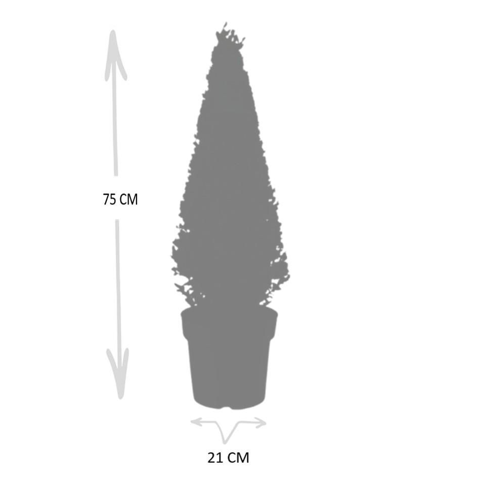 Premium basics 1x Ilex piramide 55 cm hoog | Ø 21 cm (48071)