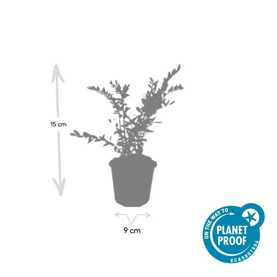 Garden basics 24x Lonicera pileata 'Purple Pearl' - ↕10-25cm - Ø9cm (50480)