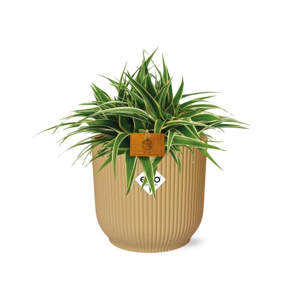 Chlorophytum Ocean 15cm in ELHO Vibes Fold 16cm round geel (23257)
