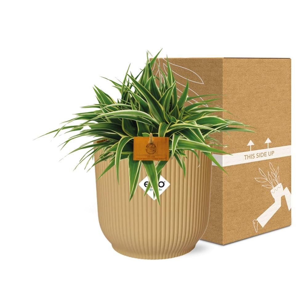 Chlorophytum Ocean 15cm in ELHO Vibes Fold 16cm round geel (23257)