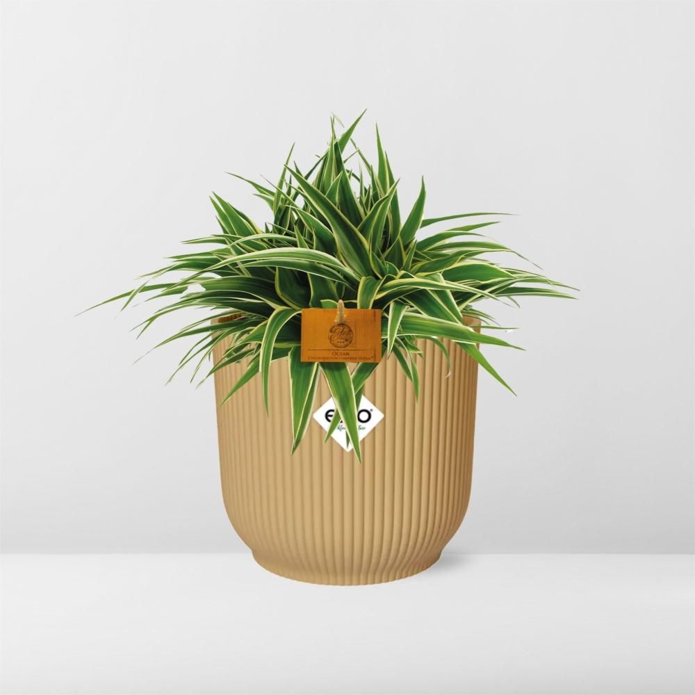 Chlorophytum Ocean 15cm in ELHO Vibes Fold 16cm round geel (23257)