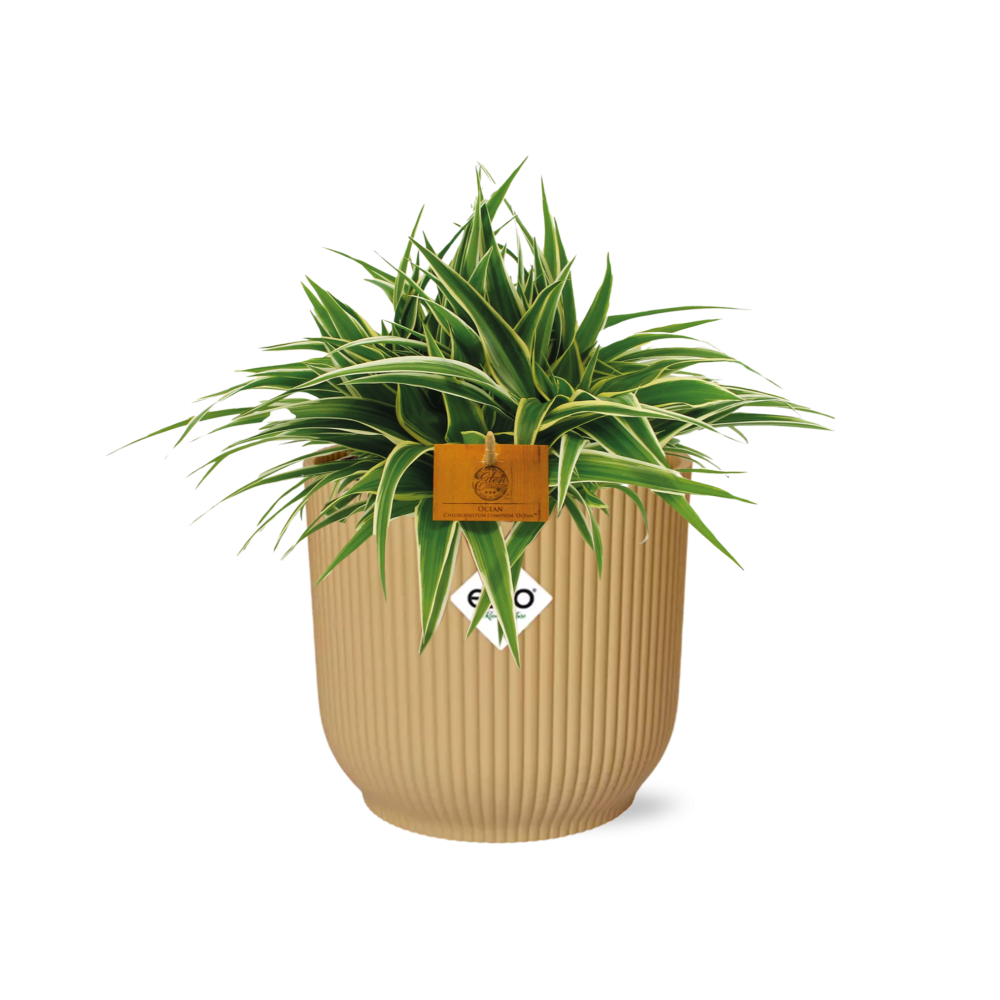Chlorophytum Ocean 15cm in ELHO Vibes Fold 16cm round geel (23257)