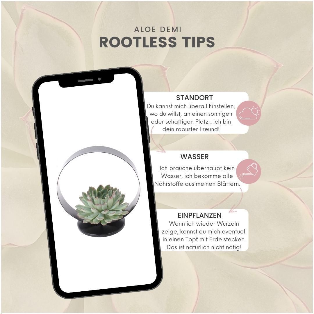 Rootless by aloe demi ROOTLESS Succulent Echeveria Pulidonis op Deco tafelstandaard Ø20 cm (8721001420070)