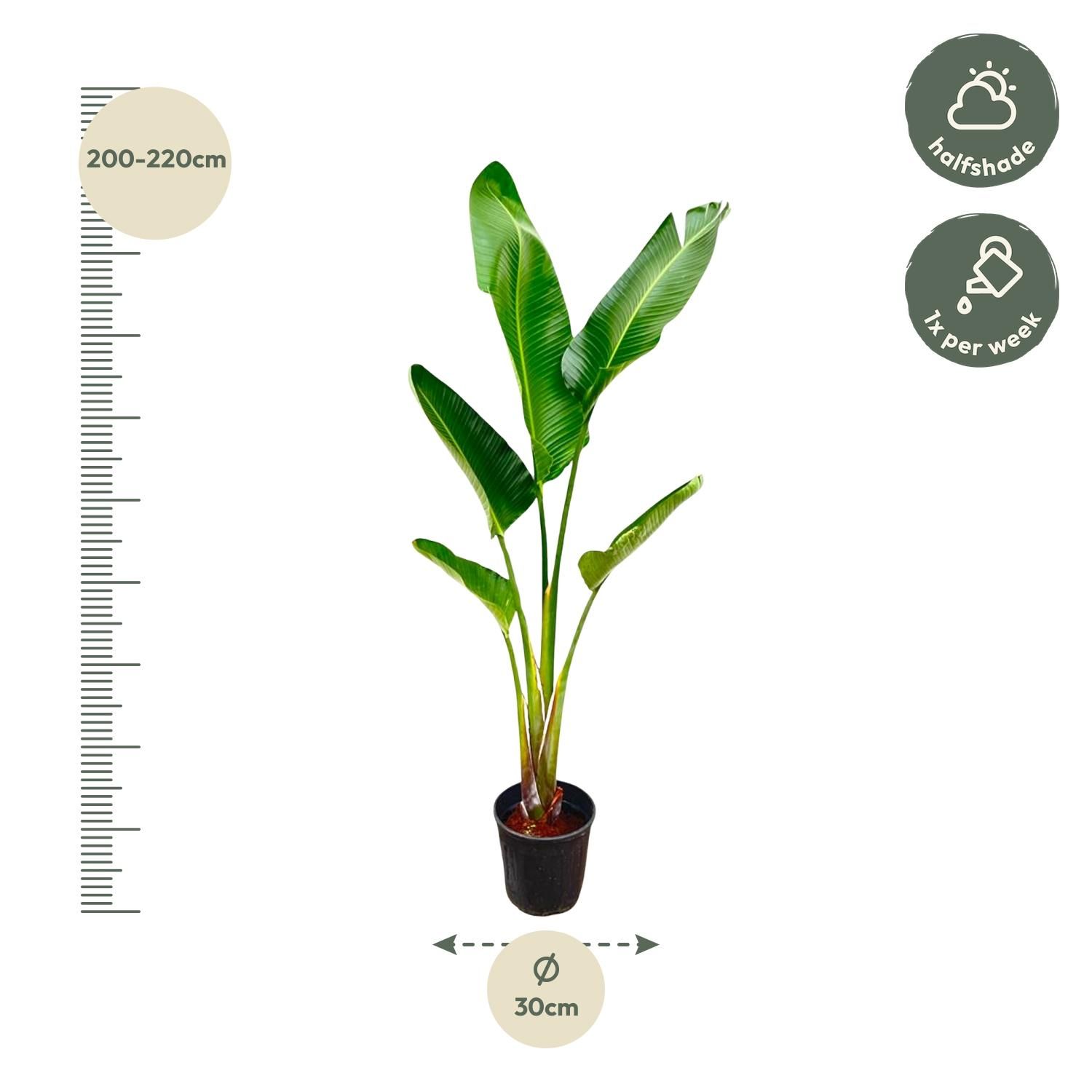 Strelitzia Augusta - 210cm - ⌀30 (8721055694045)