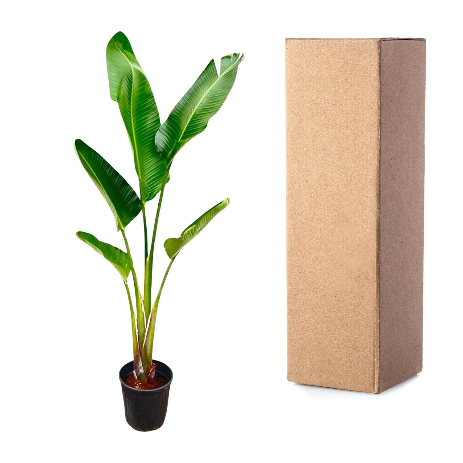 Strelitzia Augusta - 210cm - ⌀30 (8721055694045)