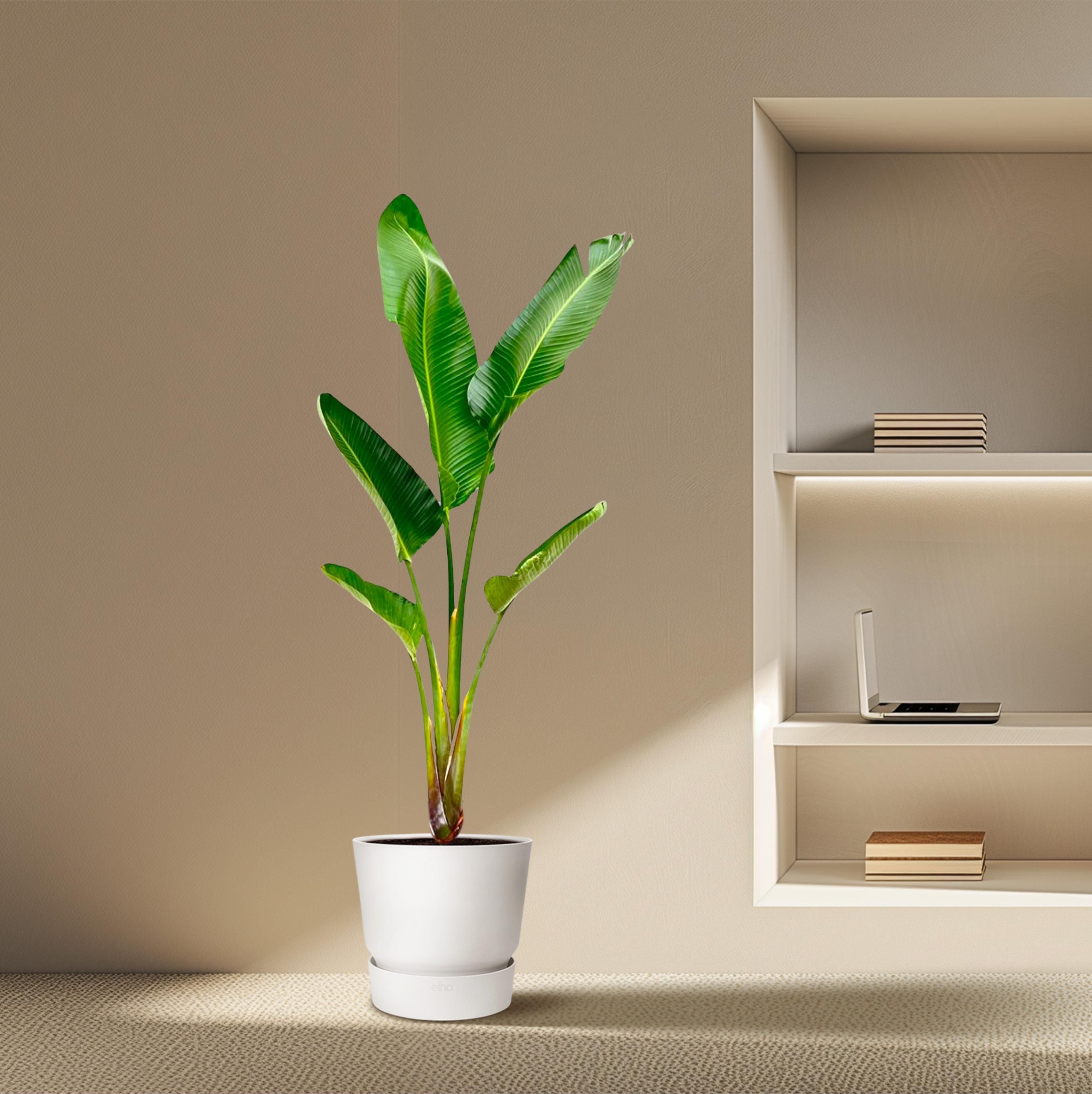 Strelitzia Augusta - 210cm - ⌀30 (8721055694045)