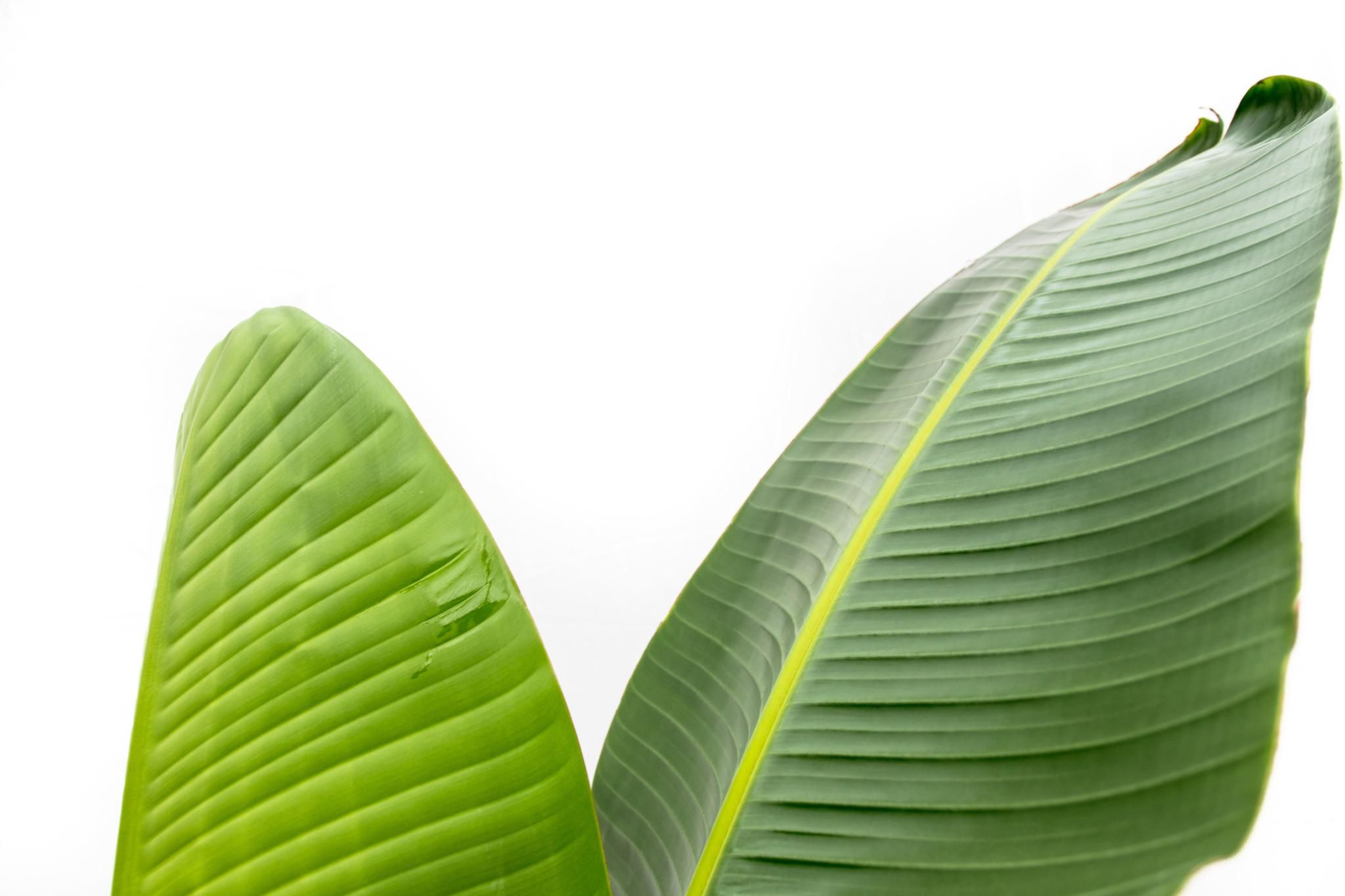 Strelitzia Augusta - 210cm - ⌀30 (8721055694045)