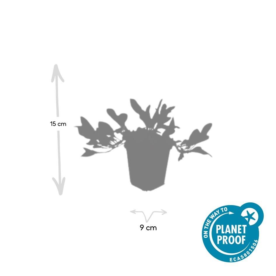 Garden basics 60x Persicaria aff. 'Darjeeling Red' - ↕10-25cm - Ø9cm (47959)