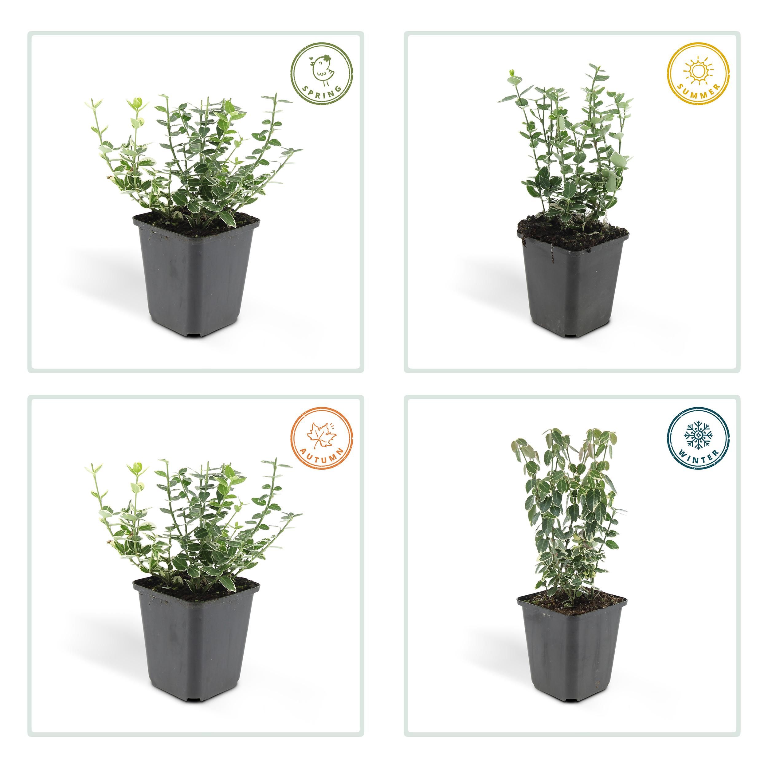 Garden basics 60x Euonymus fort. 'Emerald Gaiety' - ↕10-25cm - Ø9cm (46908)