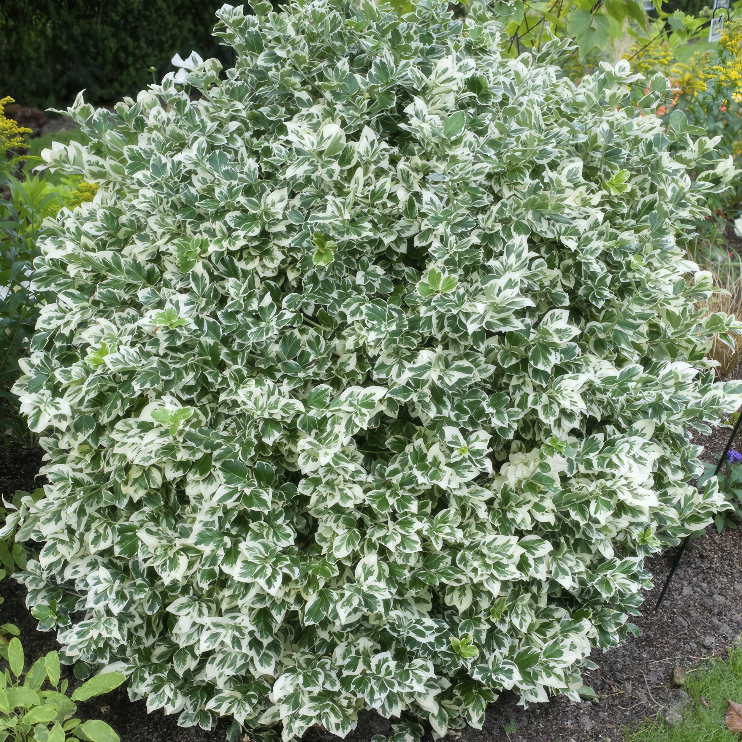 Garden basics 60x Euonymus fort. 'Emerald Gaiety' - ↕10-25cm - Ø9cm (46908)