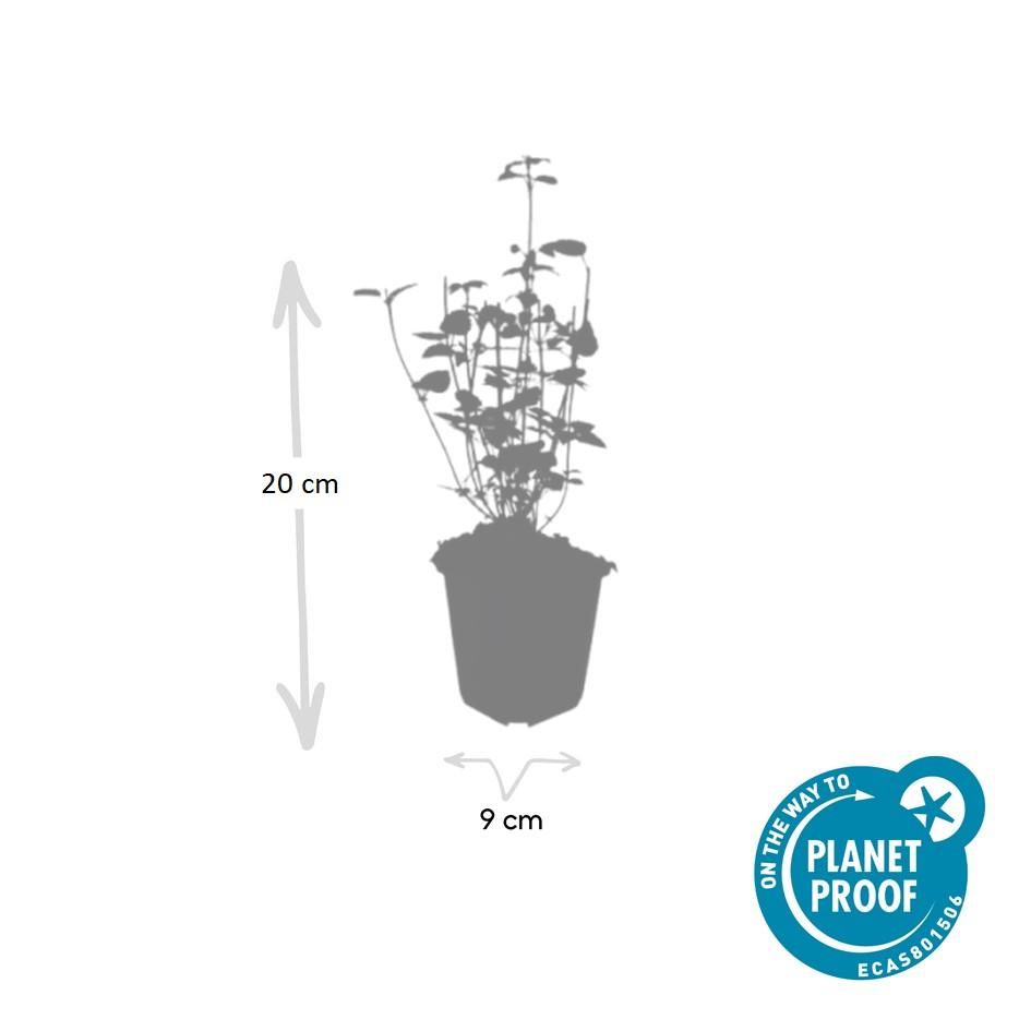 Garden basics 48x Agastache 'Black Adder' - ↕10-25cm - Ø9cm (50357)