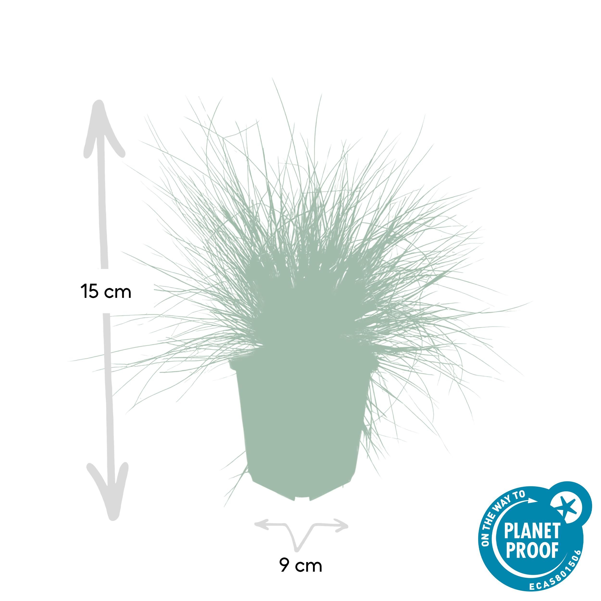 Garden basics 60x Festuca glauca 'Elijah Bleu' - ↕10-25cm - Ø9cm (47731)