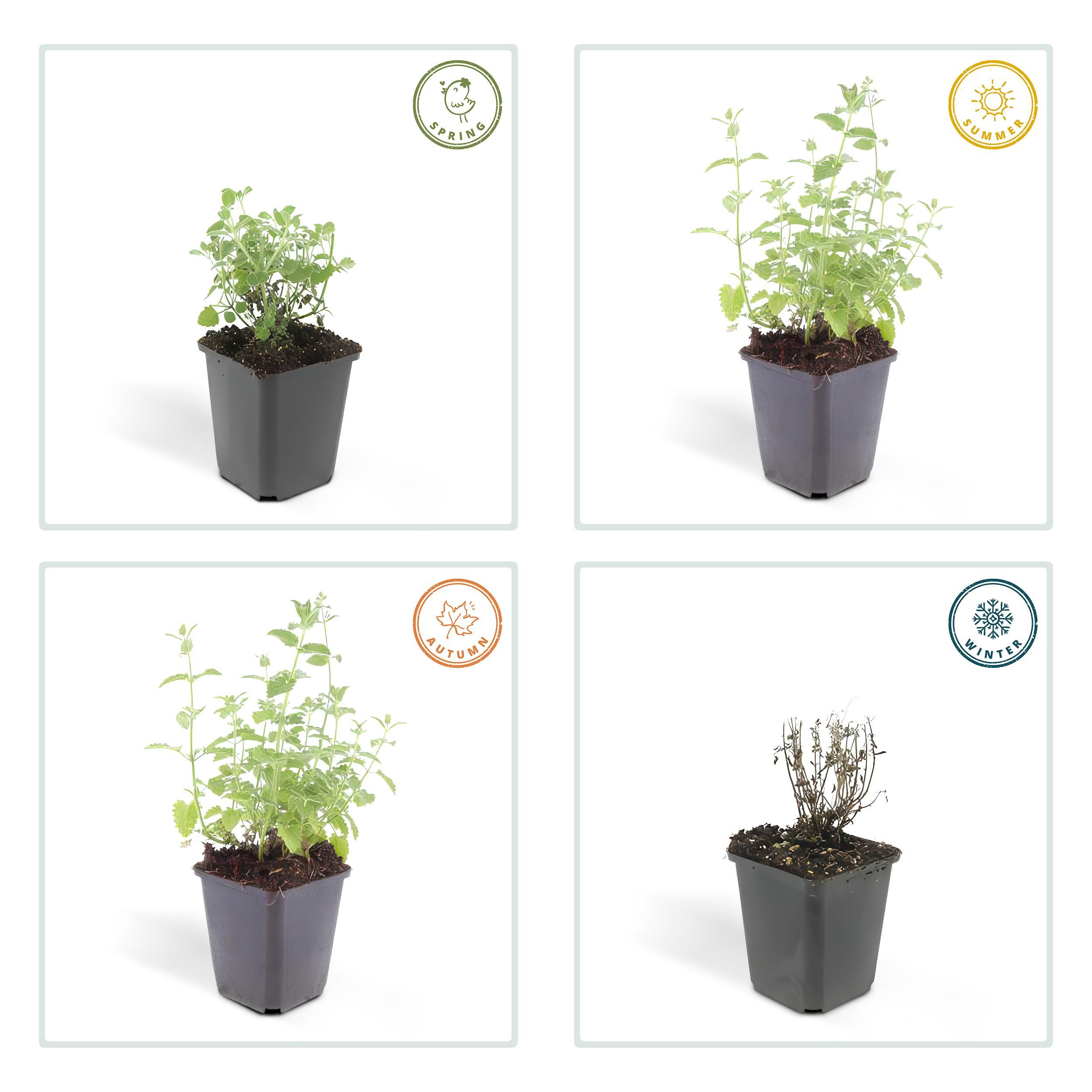 Garden basics 6x Nepeta 'Six Hills Giant' - ↕10-25cm - Ø9cm (47926)