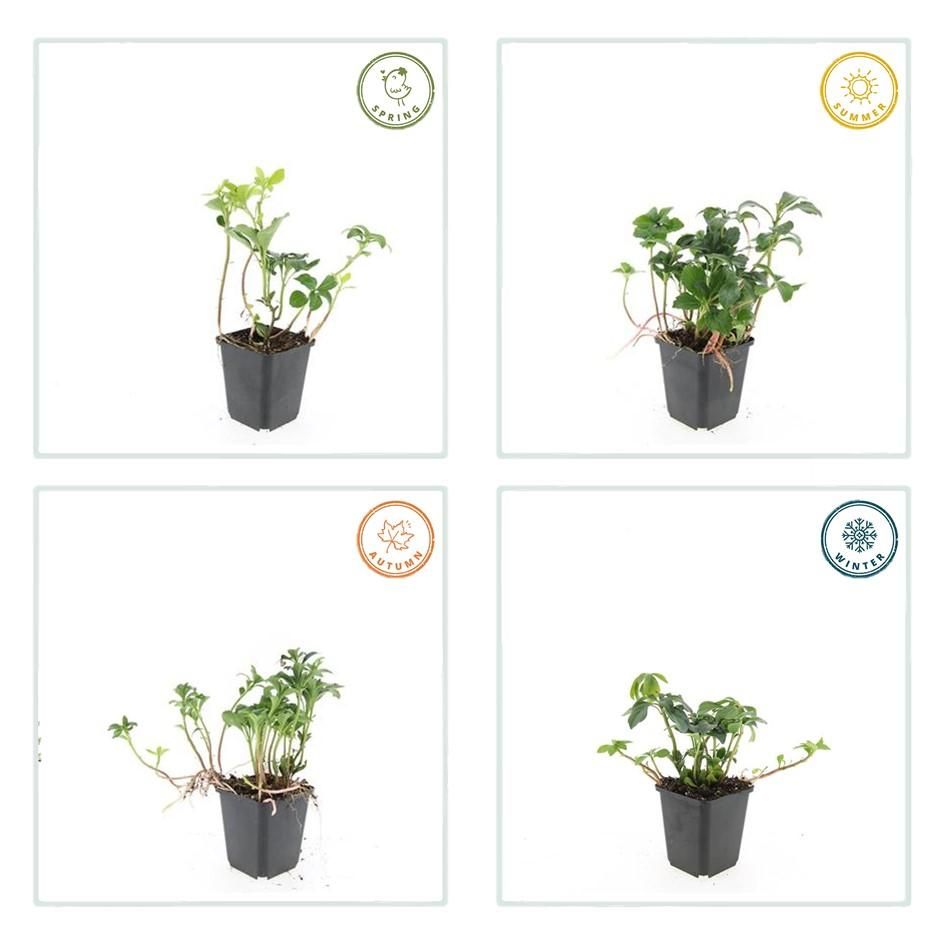 Garden basics 6x Pachysandra term. 'Green Sheen' - ↕10-25cm - Ø9cm (47945)