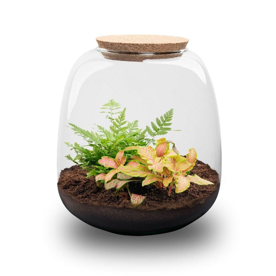 Planten terrarium - Emma Mini - DIY kit - Ø 19 cm - Fittona Ruby Lime (8720872022161)