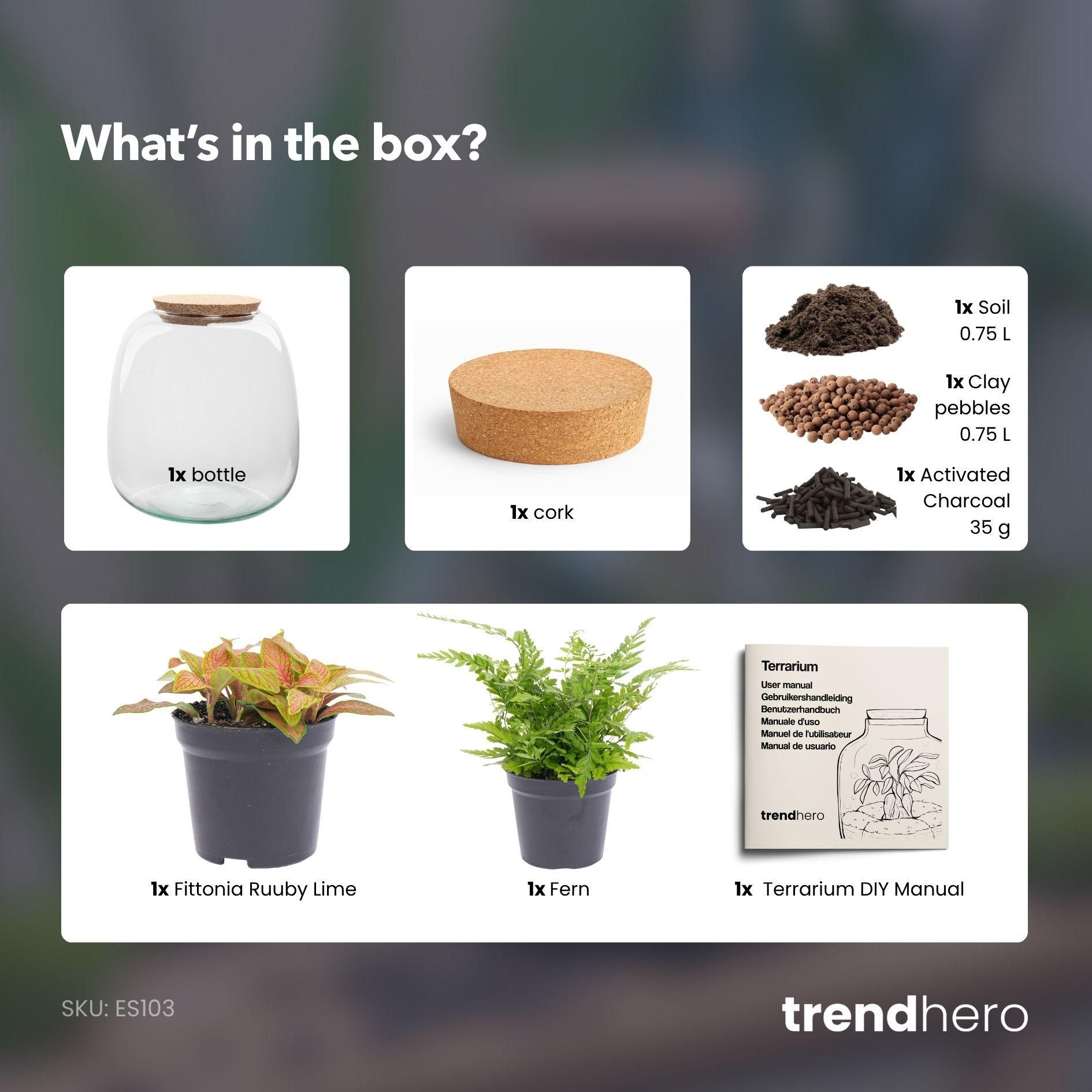 Planten terrarium - Emma Mini - DIY kit - Ø 19 cm - Fittona Ruby Lime (8720872022161)