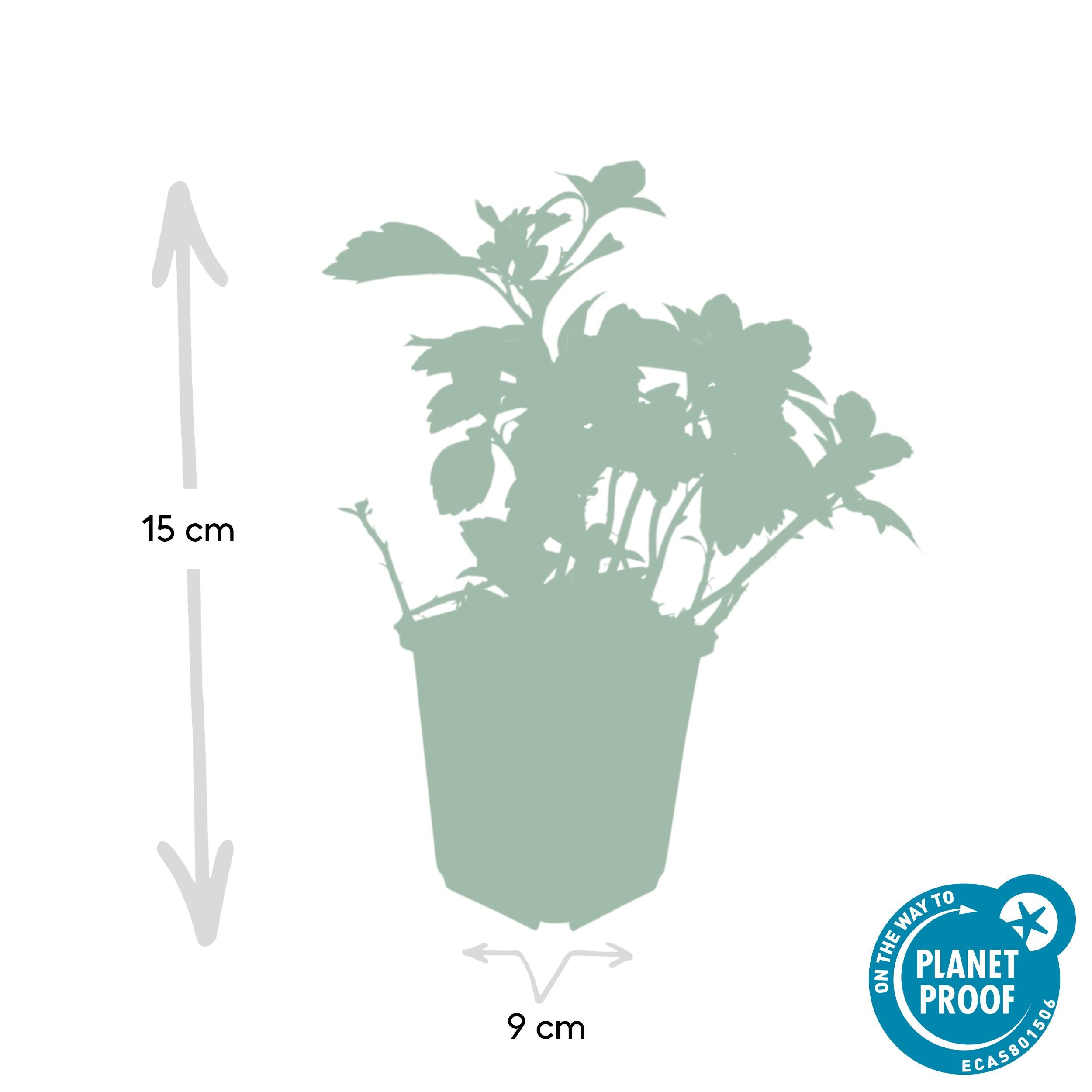 Garden basics 24x Pachysandra term. 'Green Carpet' - ↕10-25cm - Ø9cm (50338)