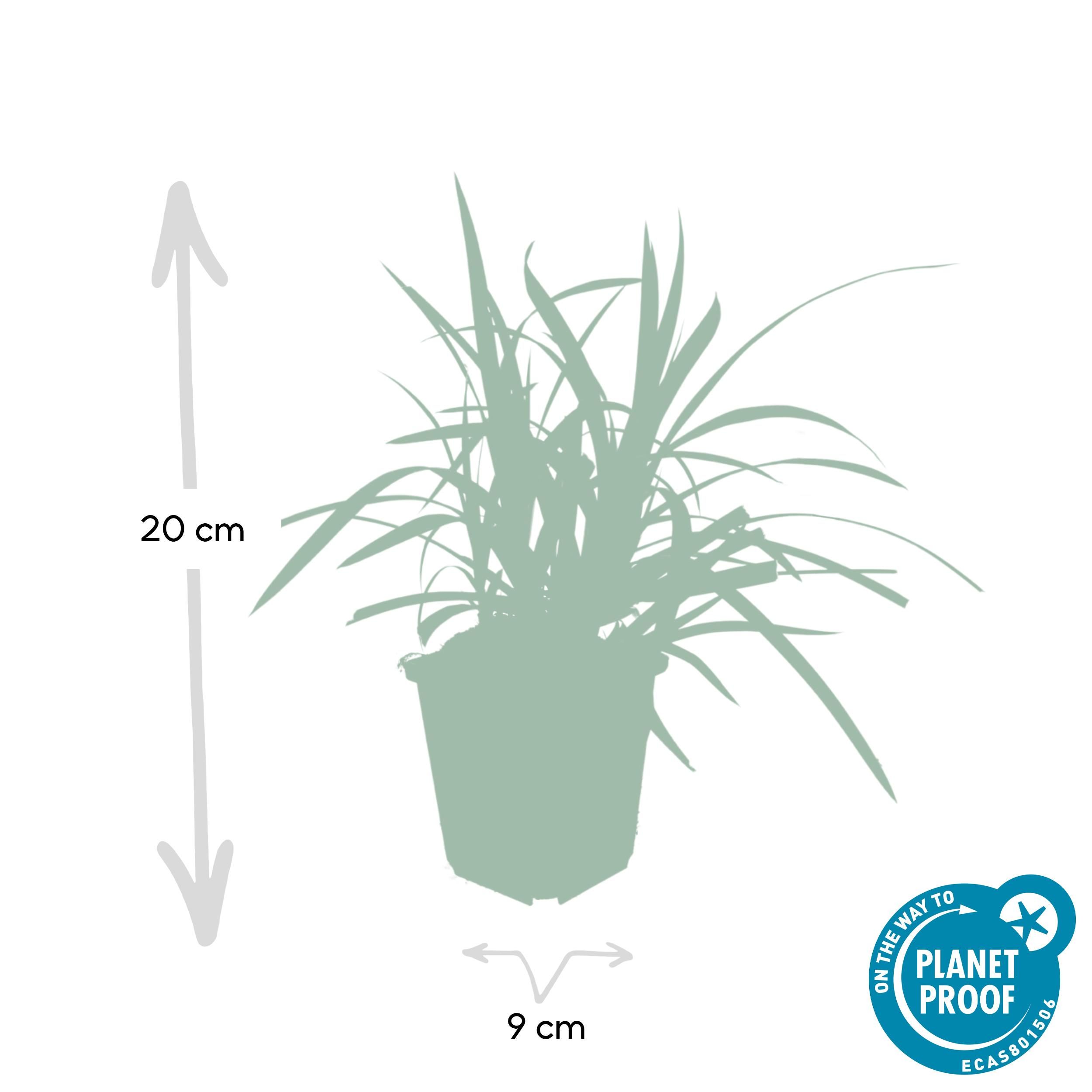 Garden basics 24x Carex morrowii 'Irish Green' - ↕10-25cm - Ø9cm (50384)